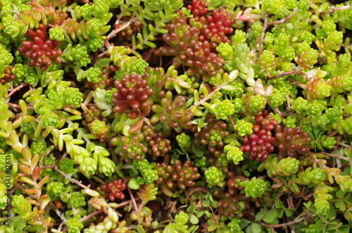 セダムのグラウンドカバー