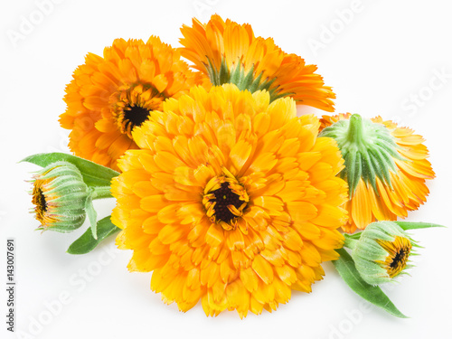 Calendula flowers isolated on white background.