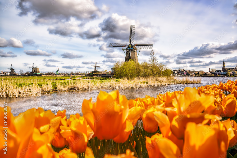 Fototapeta premium Traditional Dutch windmill with tulips in Zaanse Schans, Amsterdam area, Holland