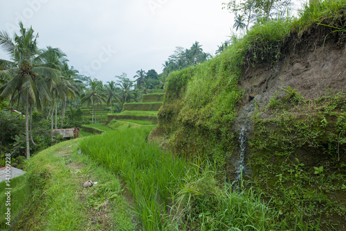 Rice filed and rice terrace on Bali, Indonesia © Pixelatelier.at