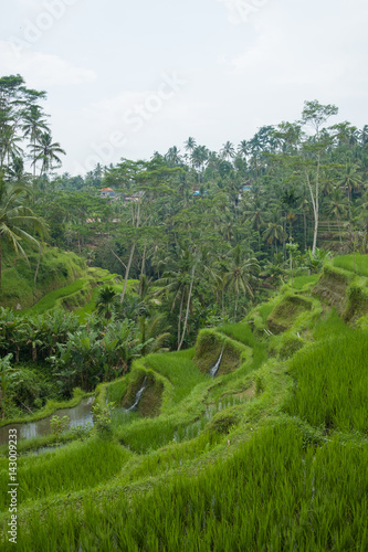 Rice filed and rice terrace on Bali, Indonesia