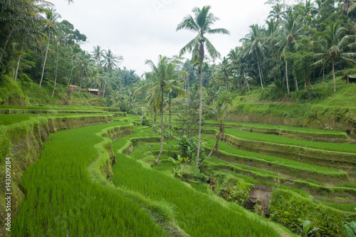 Rice filed and rice terrace on Bali, Indonesia