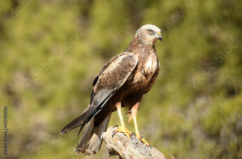 Macho del aguila lagunero