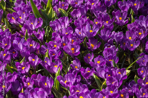 Purple Crocuses