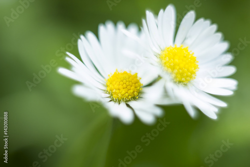 Pair of small white field flower Bellis perennis. Daisy flowers selective focus