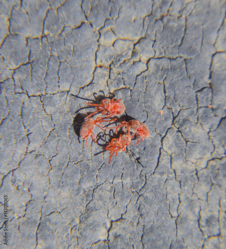 Close up macro Red velvet mite or Trombidiidae photo