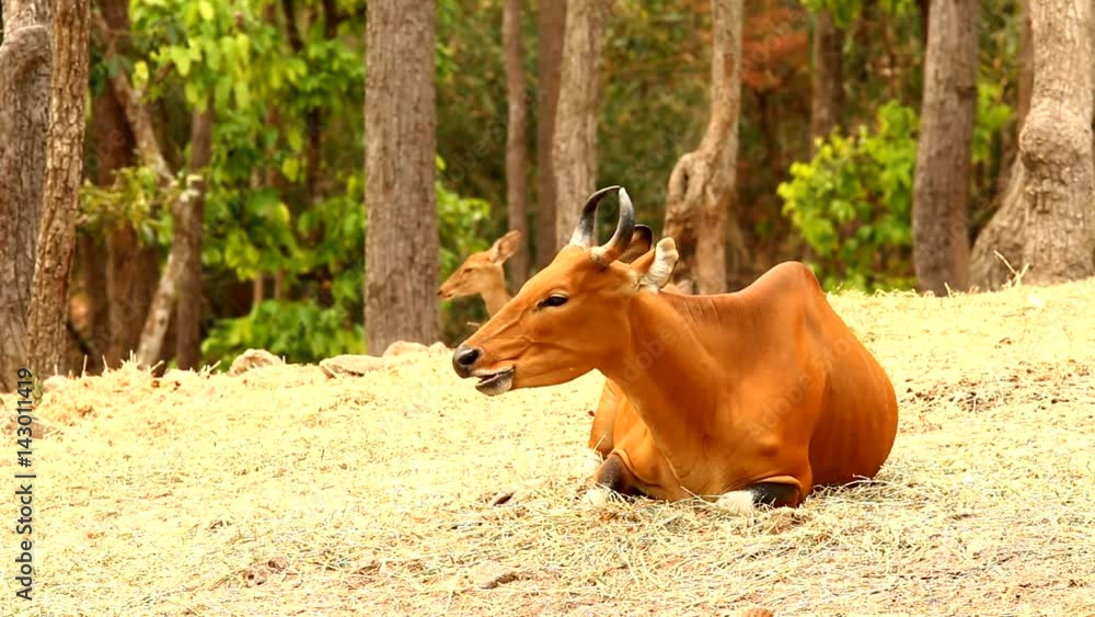 banteng in chiangmai Thailand banteng in chiangmai Thailand