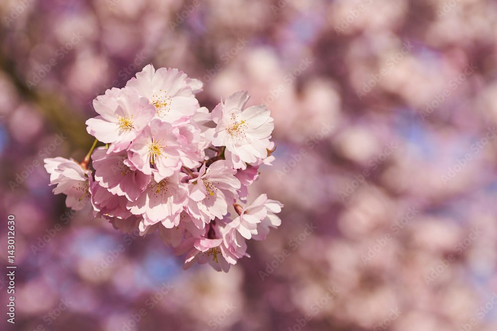 Sakura tree full bloom in late march, pink cherry blossom Sakura tree full bloom in late march, pink cherry blossom