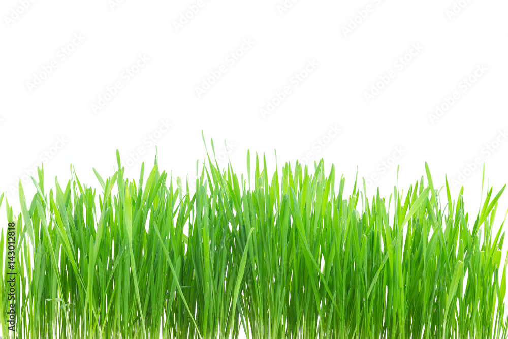 Green grass border isolated on white background Green grass border isolated on white background