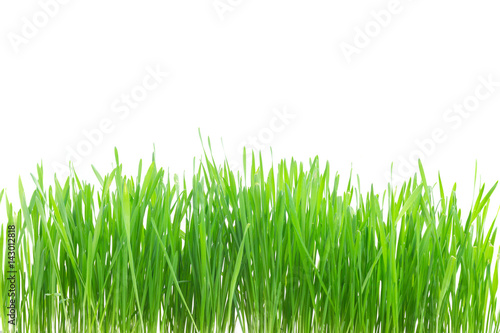 Green grass border isolated on white background