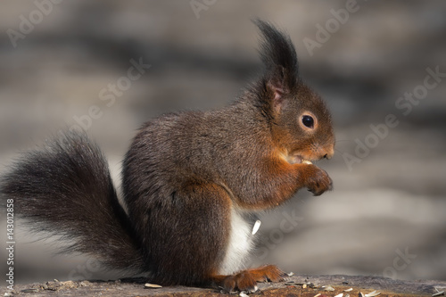 Eurasian red squirrel  brown colour variety  eating a peanut