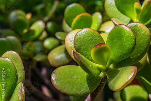 jade plant