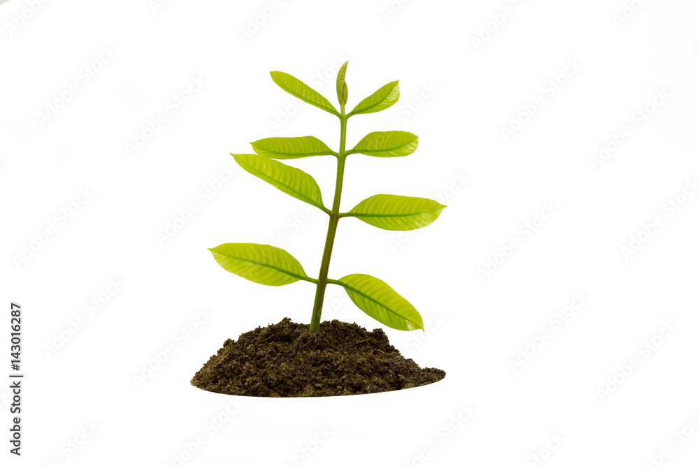 isolated young tree sapling in soil isolated young tree sapling in soil