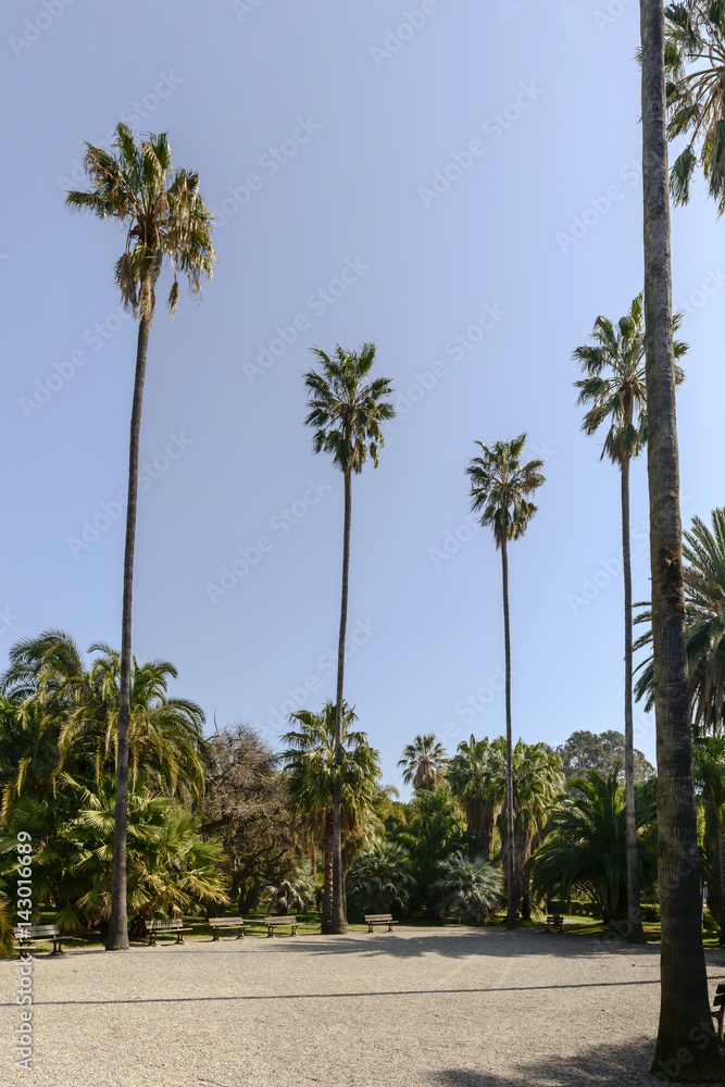 circle of tall palm trees, Sanremo, Italy