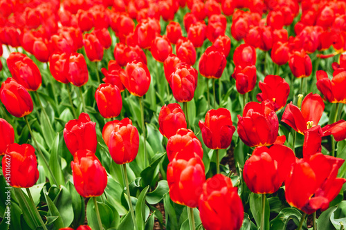 many red tulips on nature daylight background