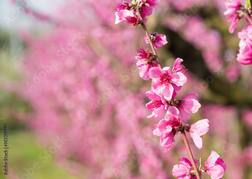 Branches of trees in blossom with beautiful pink flowers