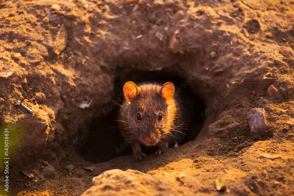 Canvas Print Rats