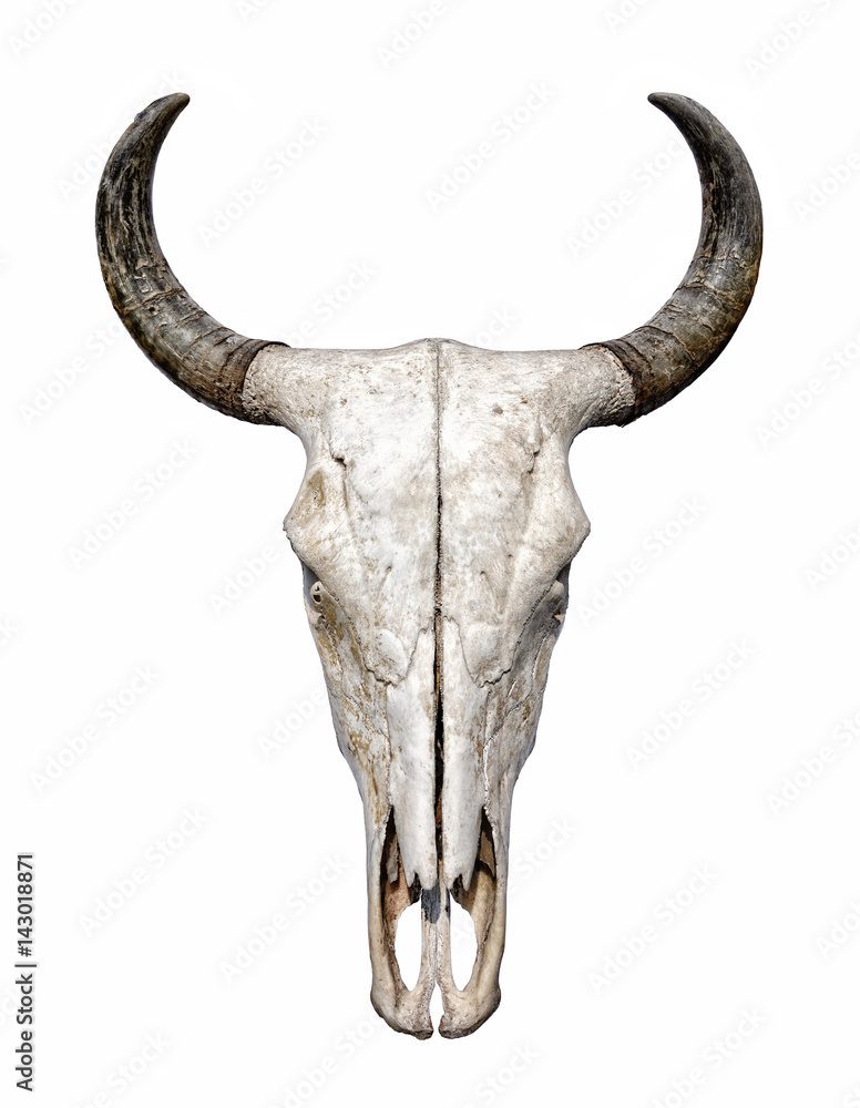 Fototapeta premium Bull Skull isolated on white background