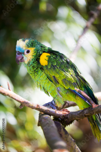 Parrot portrait of bird. Wildlife scene from tropic nature. © gitusik