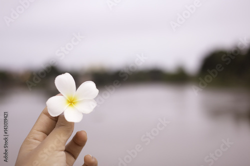 Plumeria in girl hands on river background. focus on hands.
