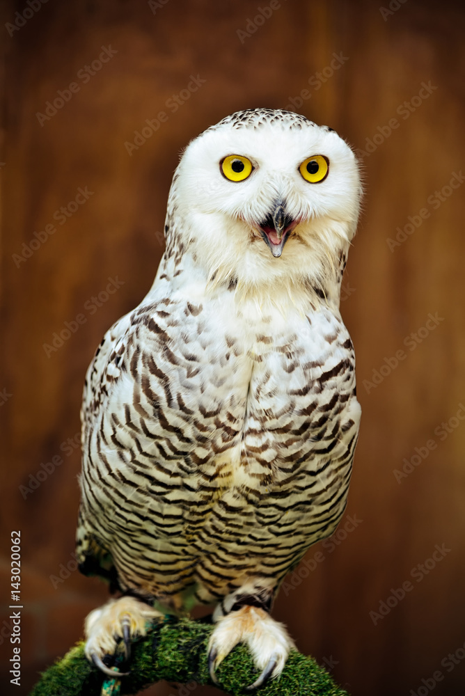 Snowy Owl - Bubo scandiacus : Closeup Snowy Owl - Bubo scandiacus : Closeup