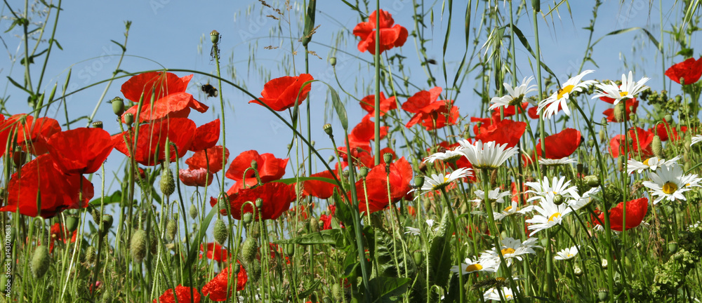 Fototapeta premium Coquelicots et marguerites