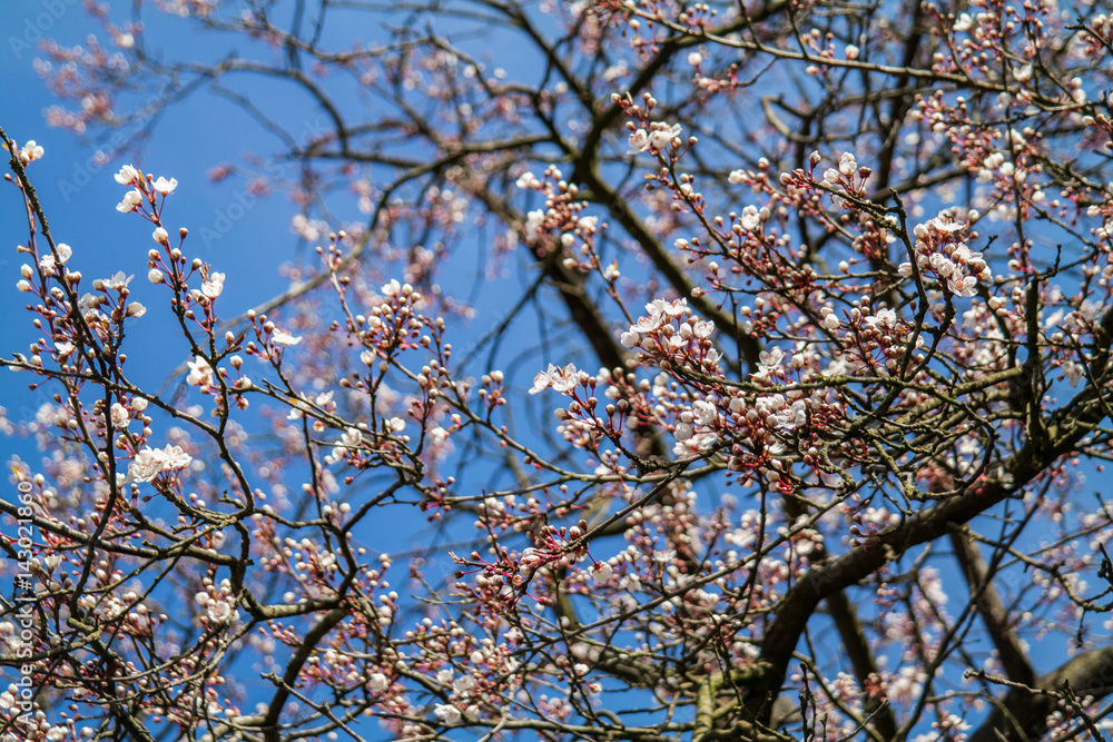 close-up of cherry blossom tree against blue sky