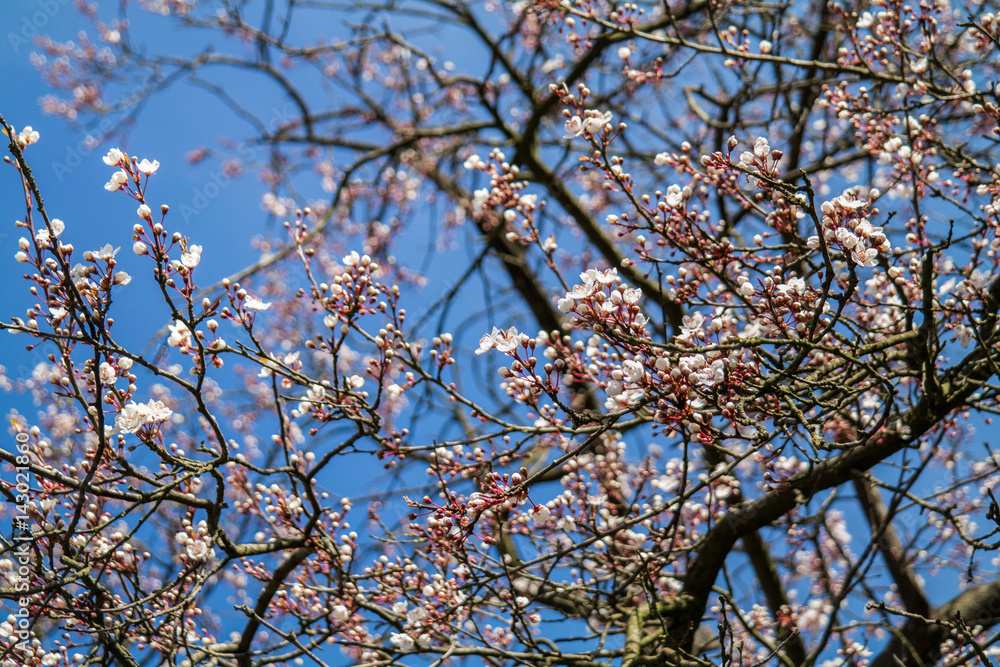 close-up of cherry blossom tree against blue sky close-up of cherry blossom tree against blue sky