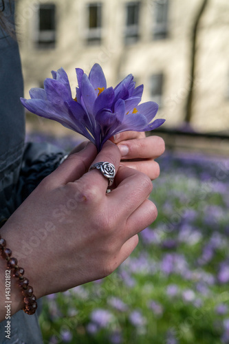 close-up of a hand holding a crocus bunch