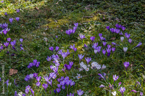 close-up of blooming crocuses on a sunny meadow