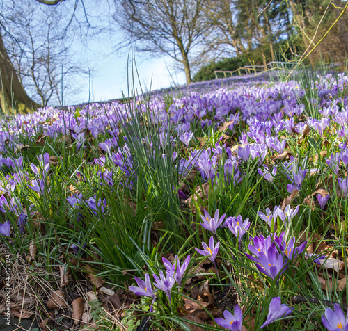 close-up of blooming crocuses on a sunny meadow
