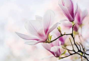 Keuken achterwand Magnolia Magnoliabloesem in zacht voorjaarslicht  © emmi