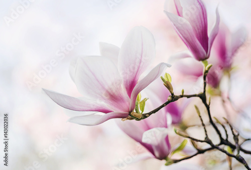 Obraz na płótnie Magnolienblüte