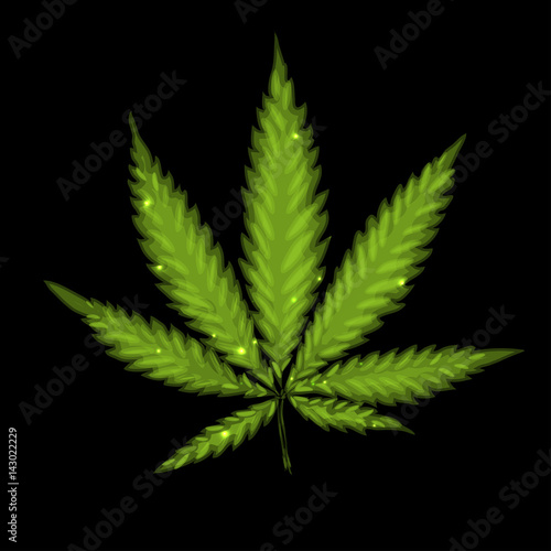 Marijuana or cannabis vector
