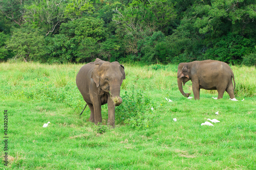 A young elephant right next to an adult one. A young elephant right next to an adult one.