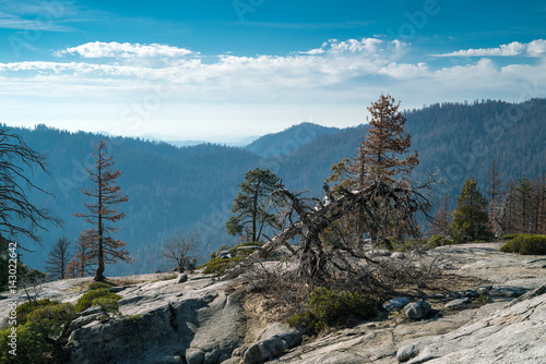 Landscape of Sequoia National park in spring with old dry tree on foreground