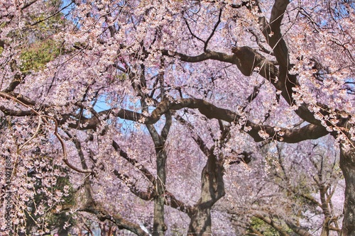 Wallpaper Mural 満開の桜 Torontodigital.ca