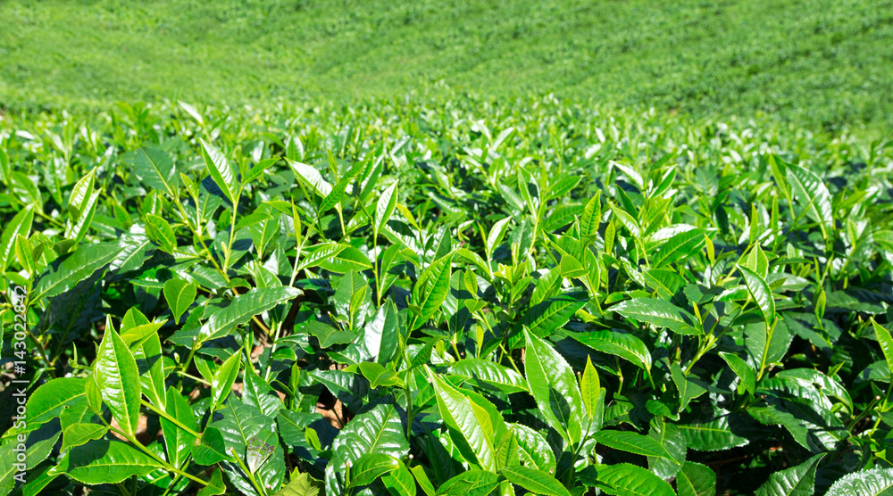 Tea plantation . Nature background Tea plantation . Nature background