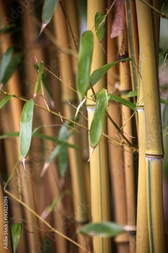 Bambuswäldchen Nahaufnahme