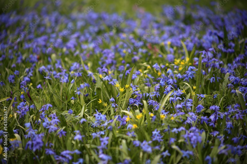 Blumenmeer blau Hintergrund Zwergform des sibirischen Blausterns (Scilla Siberica)