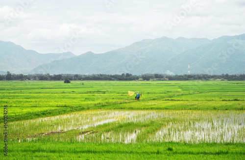 Farmer walk in green rice field : Thailand
