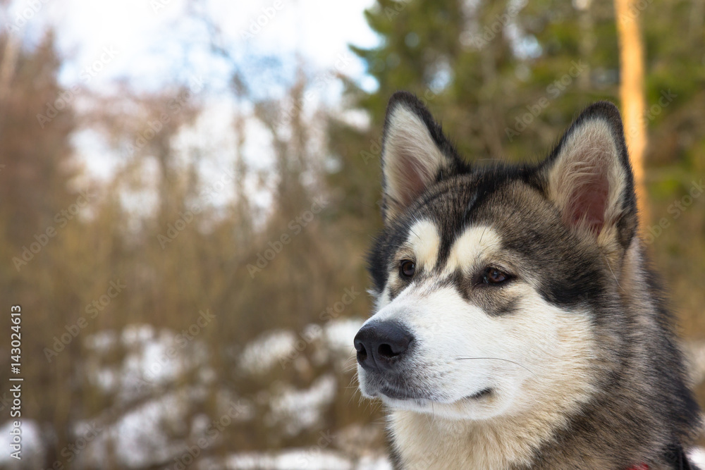 Portrait of malamute dog in a snowy forest. Blurred background. Selective focus. Toned