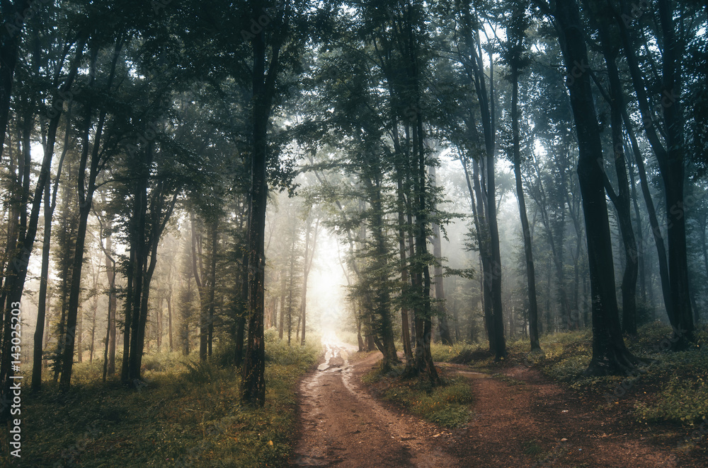 Obraz premium misty forest landscape with road through forest