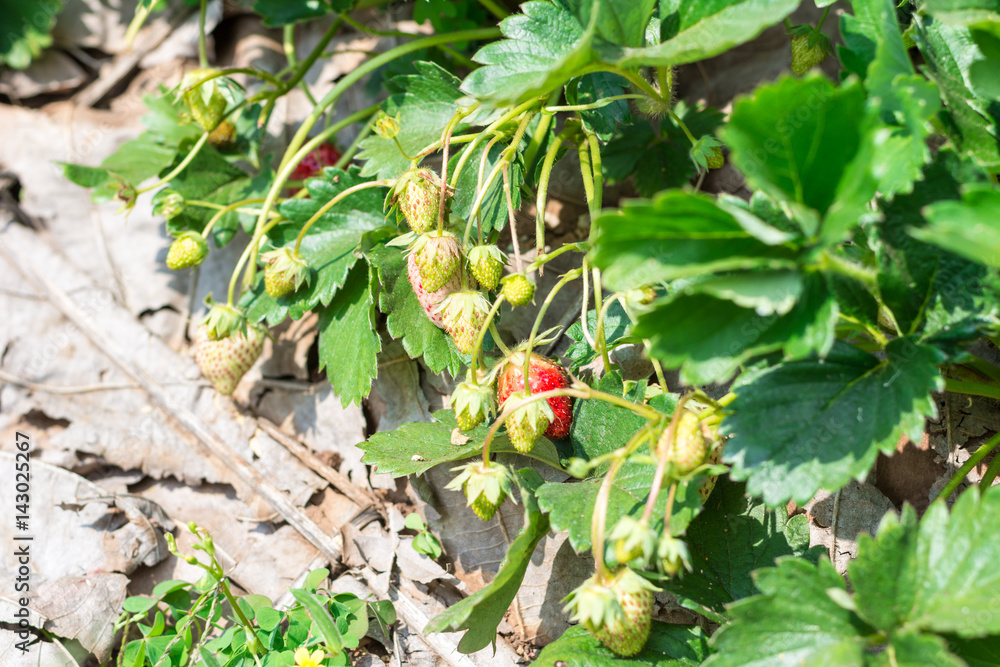 Strawberry fruit grows in farm