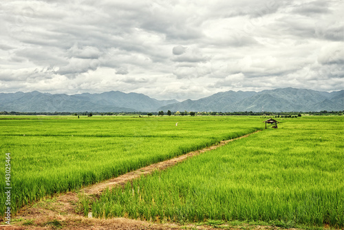 Wallpaper Mural Hut in green rice field and mountains blackground : Thailand Torontodigital.ca