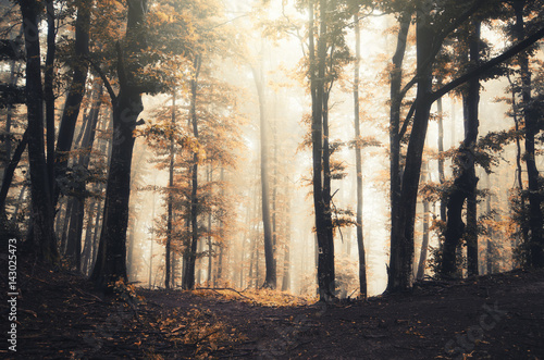 forest background with trees in fog fantasy landscape