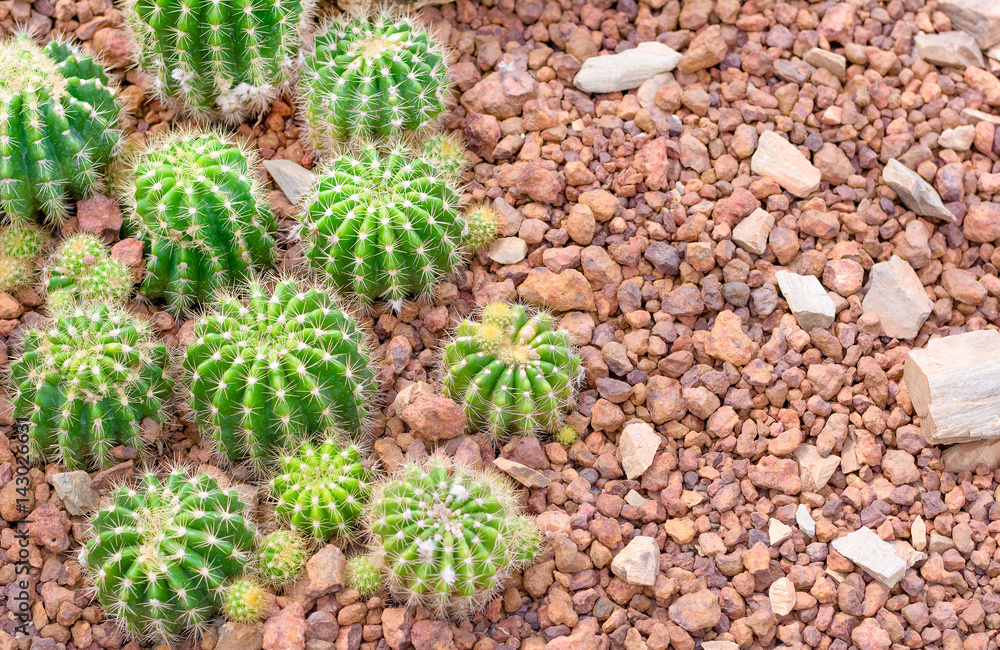 cactus in desert for background or wallpaper cactus in desert for background or wallpaper