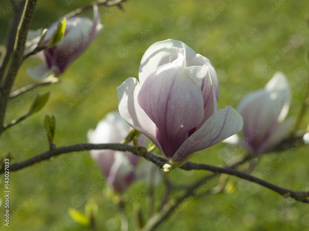 Magnolien