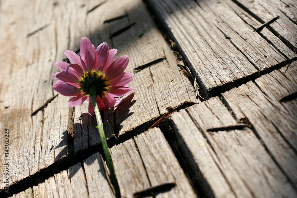 różowa gerbera