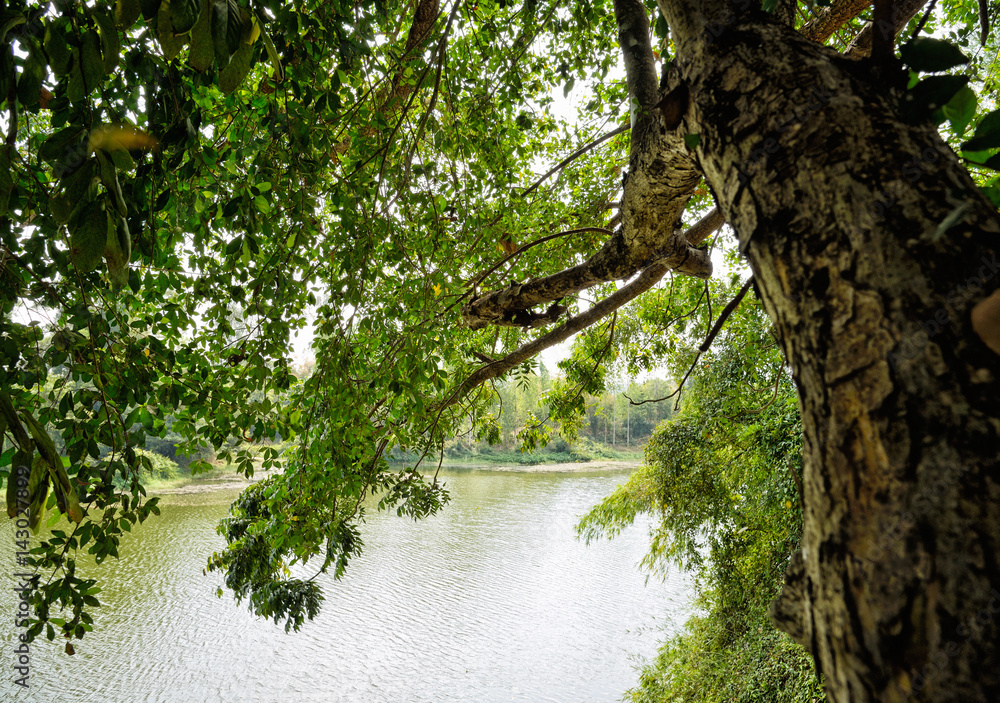 Fototapeta premium Trees by the river